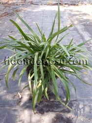 LIRIOPE MUSCARI (Çim zambağı) - 2