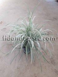 LIRIOPE MUSCARI 'SİLVER DRAGON' (Gümüşi Çim zambağı)BİTKİSİ - 1