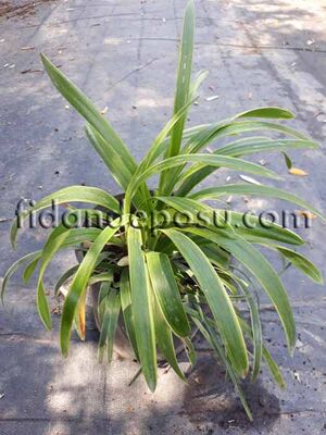  - LIRIOPE MUSCARI VARİEGATA (Alaçalı Çim zambağı)BİTKİSİ