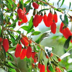 LİTTLE GOJİ GOJİBERRY FİDANI - 2