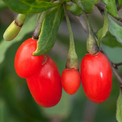 LİTTLE GOJİ GOJİBERRY FİDANI - 