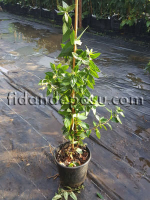 LONICERA JAPONICA (Beyaz çiçekli japon hanımeli ) BİTKİSİ - 