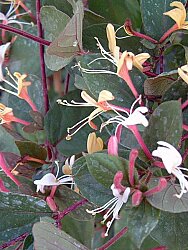 LONICERA JAPONICA PURPUREA (Japon hanımeli ) BİTKİSİ - 