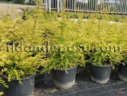 LONICERA NITIDA AUREA (Altuni çalı hanımeli) BİTKİSİ - Thumbnail