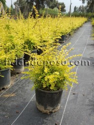 LONICERA NITIDA AUREA (Altuni çalı hanımeli) BİTKİSİ - Thumbnail