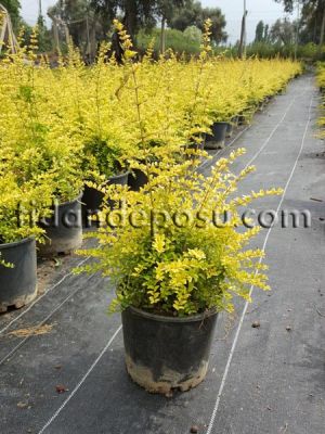 LONICERA NITIDA AUREA (Altuni çalı hanımeli) BİTKİSİ - 