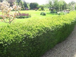 LONICERA NITIDA AUREA (Altuni çalı hanımeli) BİTKİSİ - 3