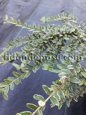 LONICERA NITIDA 'LEMON QUEEN'(Alacalı çalı hanımeli) - 