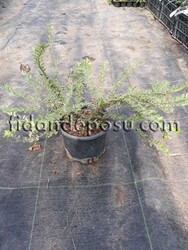 LONICERA NITIDA 'LEMON QUEEN'(Alacalı çalı hanımeli) - 2