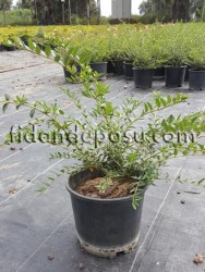 LONICERA NITIDA (Yeşil çalı hanımeli) - 1