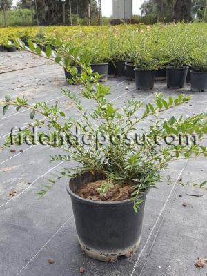 LONICERA NITIDA (Yeşil çalı hanımeli) - 
