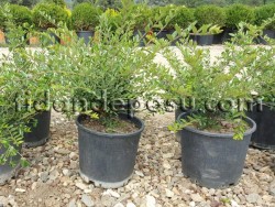 LONICERA NITIDA (Yeşil çalı hanımeli) - 2