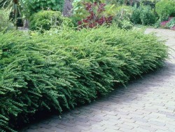 LONICERA NITIDA (Yeşil çalı hanımeli) - 3