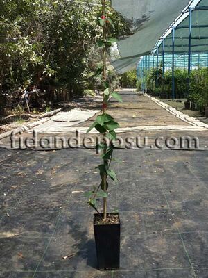 LONICERA X BROWNII DROPMORE SCARLET (Kırmızı çiçekli hanımeli) BİTKİSİ - 