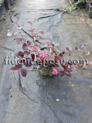  - LOROPETALUM CHINENSE 'BLACK PEARL'