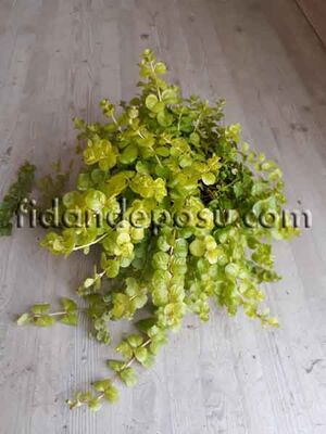 LYSİMACHIA NUMMULARIA (Altınkolye) BİTKİSİ - 