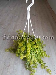 LYSİMACHIA NUMMULARIA (Altınkolye) BİTKİSİ - 2