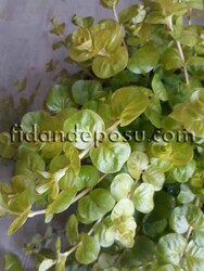 LYSİMACHIA NUMMULARIA (Altınkolye) BİTKİSİ - 3