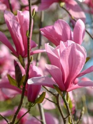 MAGNOLIA GALAXY (Pembe çiçekli yaprak döken manolya) BİTKİSİ - 