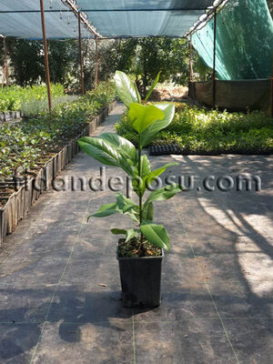 MAGNOLIA GRANDIFLORA (Yaprak dökmeyen manolya) BİTKİSİ - 