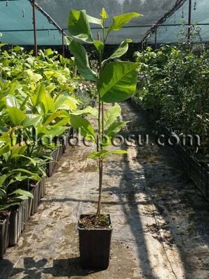MAGNOLIA KOBUS (Yaprak döken manolya) BİTKİSİ - 