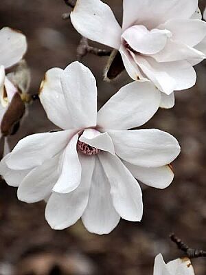 MAGNOLIA LOEBNERİ MERRİLL (Beyaz çiçekli yaprak döken manolya) BİTKİSİ - 