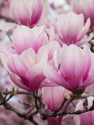 MAGNOLIA SOULANGEANA (Açık Pembe çiçekli yaprak döken manolya) BİTKİSİ - 