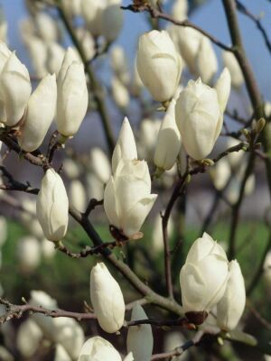 MAGNOLIA SOULANGEANA 'ALBA SUPERBA' (Beyaz çiçekli yaprak döken manolya) BİTKİSİ - 