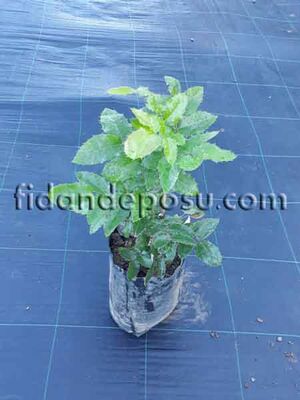MAHONIA AQUIFOLIUM (Mahonya) BİTKİSİ - 