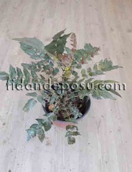 MAHONIA XMEDIA 'WINTER SUN' (Mahonya) BİTKİSİ - 1