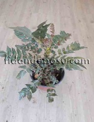  - MAHONIA XMEDIA 'WINTER SUN' (Mahonya) BİTKİSİ