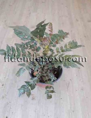 MAHONIA XMEDIA 'WINTER SUN' (Mahonya) BİTKİSİ - 