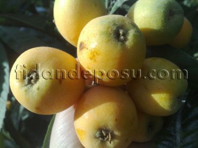 MALTA ERİĞİ (YENİ DÜNYA) FİDANI - 