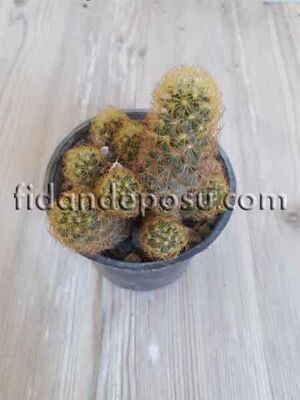 MAMMİLLARİA ELONGATA LADY FİNGER BİTKİSİ - 