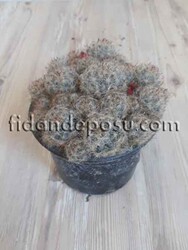 MAMMİLLARİA PROLİFERA BİTKİSİ - 1