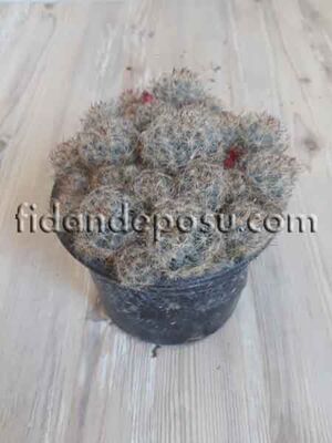MAMMİLLARİA PROLİFERA BİTKİSİ - 