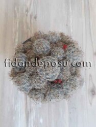 MAMMİLLARİA PROLİFERA BİTKİSİ - 2