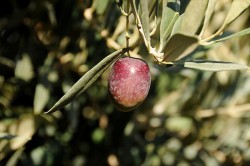 MANZALİNA ZEYTİN FİDANI - 