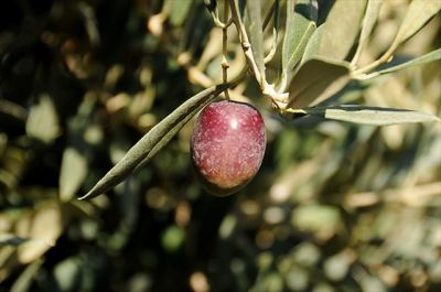 MANZALİNA ZEYTİN FİDANI - 