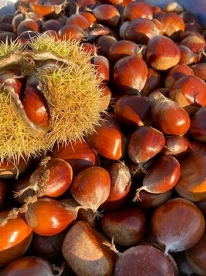 MARAVAL KESTANE FİDANI - 