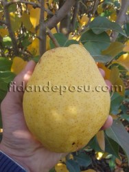 MARGERİTE MARİLLAT ARMUT FİDANI - 