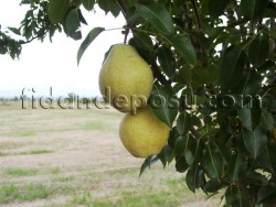 MARGERİTE MARİLLAT ARMUT FİDANI - 2