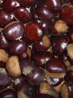 MARİGOULE KESTANE FİDANI - 