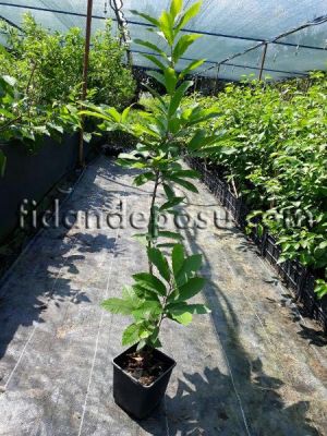 Kestane Tohum Anacı - 