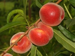 MAY CREST ŞEFTALİ FİDANI - 