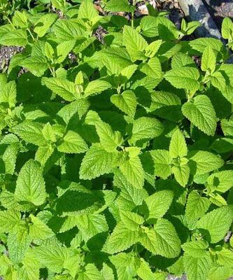 MELISSA OFFICINALIS (Oğul otu) BİTKİSİ - 