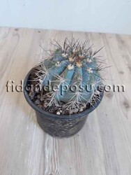 MELOCACTÜS AZUREUS BİTKİSİ - 1