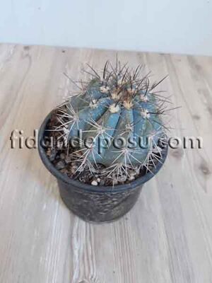 MELOCACTÜS AZUREUS BİTKİSİ - 