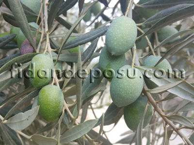 MEMECİK ZEYTİN FİDANI - 