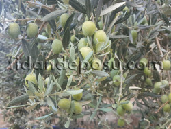 MEMECİK ZEYTİN FİDANI - 2